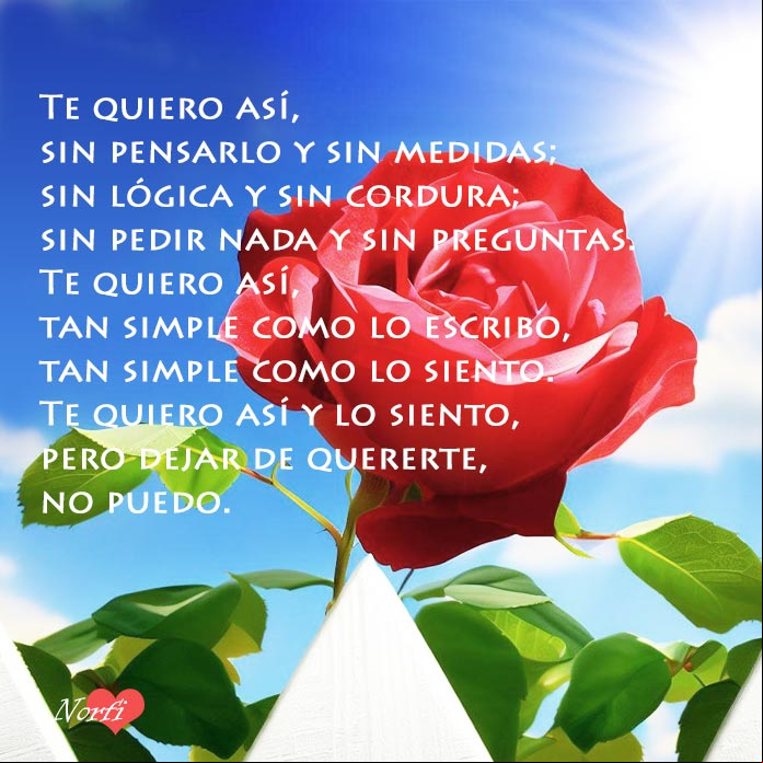 Rosa roja detras de una cerca bajo el sol y el cielo azul