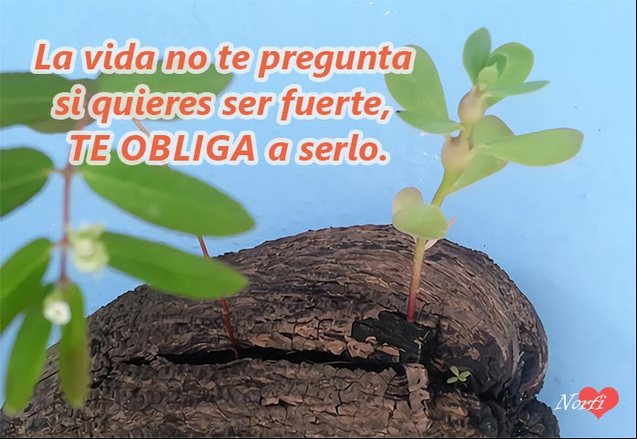 Palabras para ser fuertes y enfrentar la vida