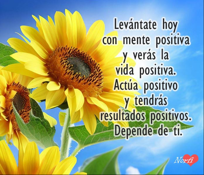 Flores de girasol bajo el sol de la mañana