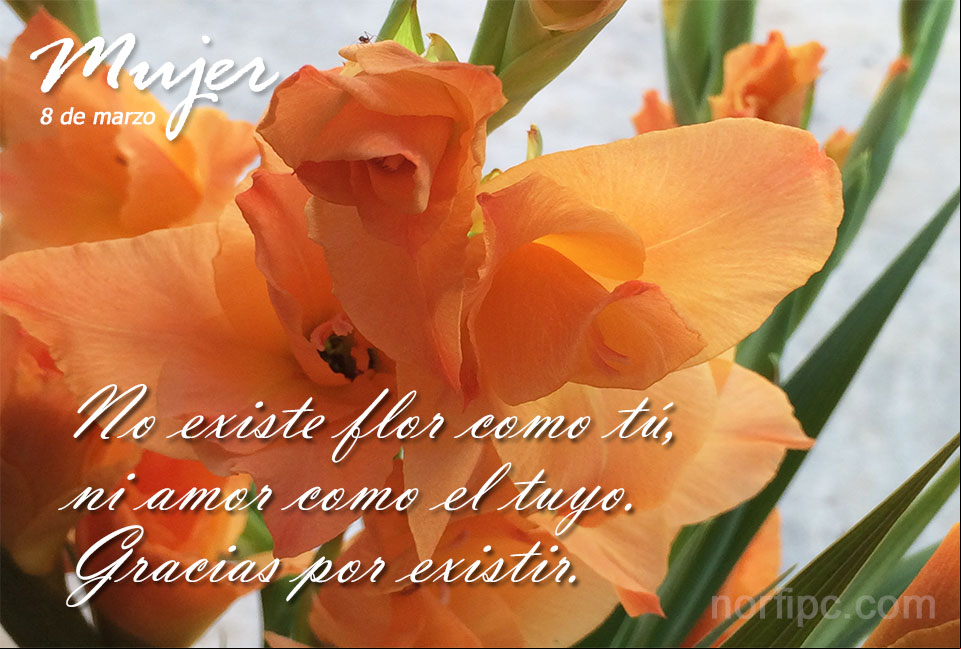 No existe flor como tú, ni amor como el tuyo. Gracias simplemente... por existir Postal para una mujer por existir