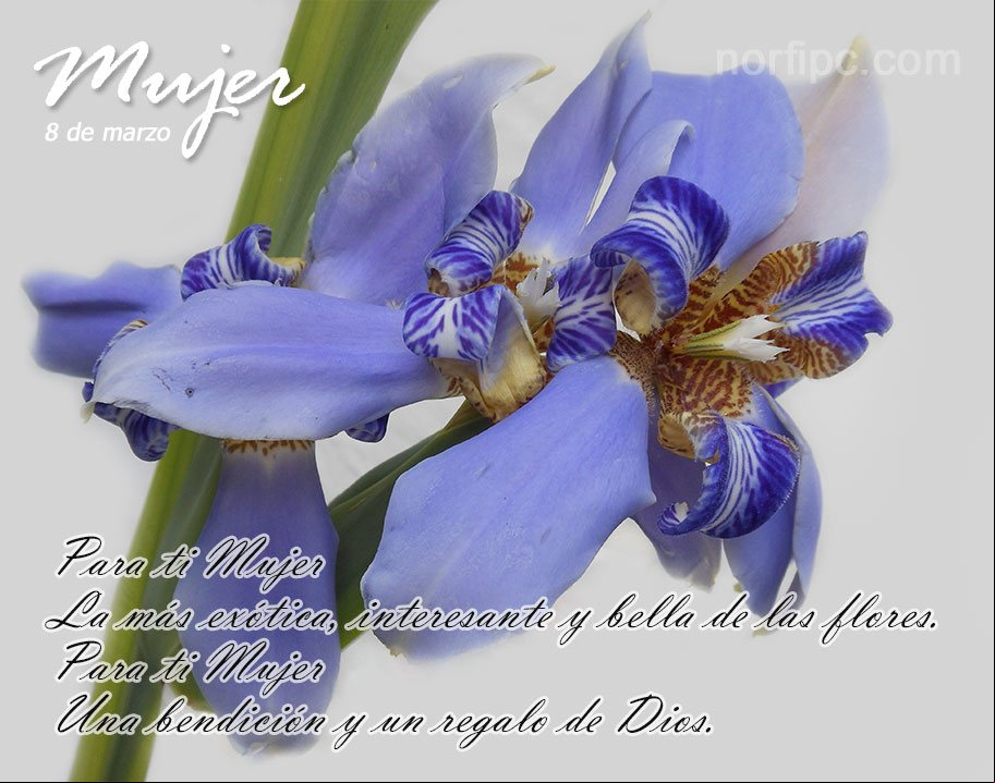 Para ti Mujer. La más exótica, interesante y bella de las flores. Para ti Mujer que eres una bendición y un regalo de Dios Postal para obsequiar a una mujer con la más exótica, interesante y bella de las flores