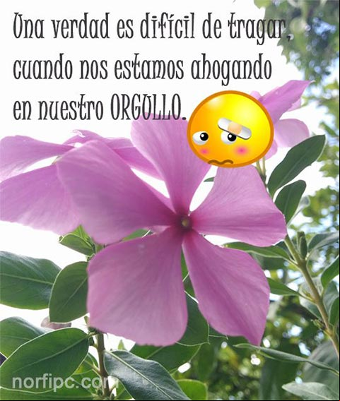 Una verdad es difícil de tragar, cuando nos estamos ahogando en nuestro orgullo El amor y el orgullo en nuestra vida y relaciones de amor y amistad