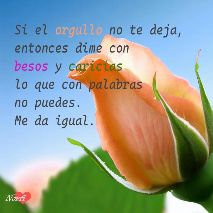 Si el orgullo no te deja, entonces dime con besos y caricias lo que con palabras no puedes Capullo de rosa anaranjada