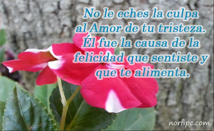 Pensamiento sobre el amor, la tristeza y la felicidad