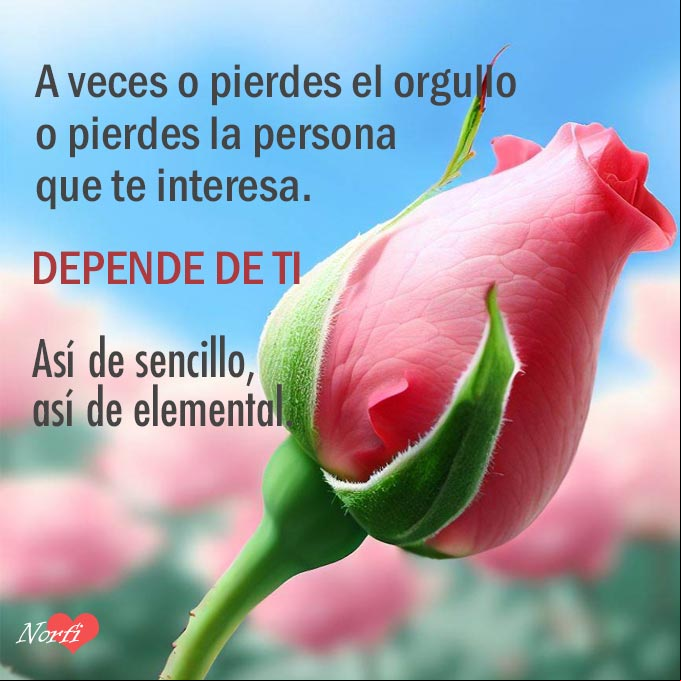 A veces o pierdes el orgullo o pierdes la persona que te interesa. Depende de ti. Así de sencillo, así de elemental Capullo de rosa bajo cielo azul