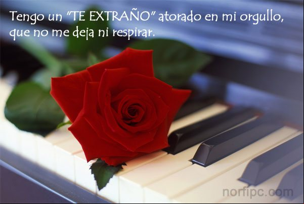 Tengo un TE EXTRAÑO atorado en mi orgullo, que no me deja ni respirar Frase de amor sobre el orgullo