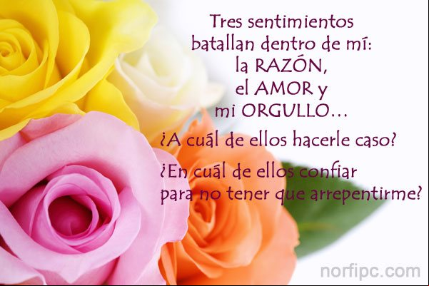 Tres sentimientos batallan dentro de mí: la RAZÓN, el AMOR y mi ORGULLO, ¿A cuál de ellos hacerle caso? Frase sobre la razón el amor y el orgullo