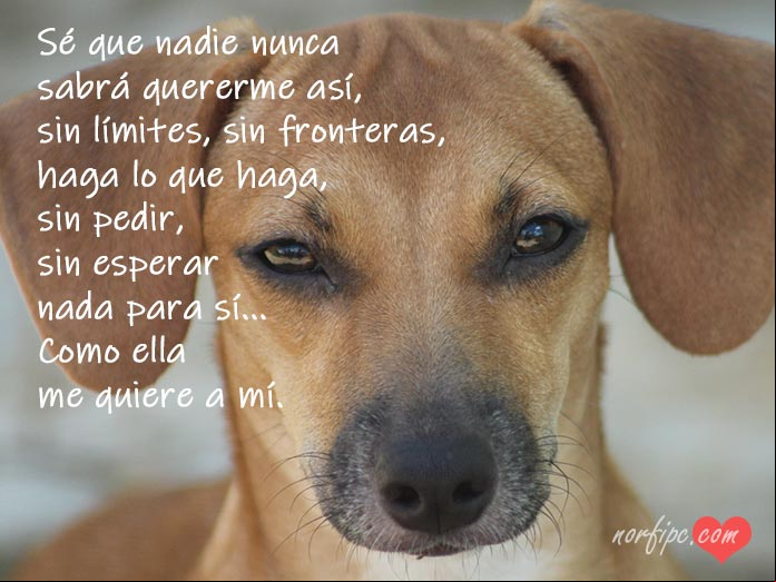 Sé que nadie nunca sabrá quererme así
