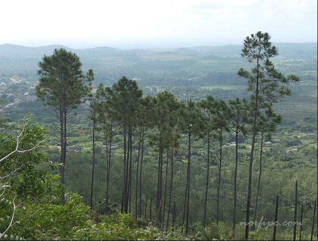 Pinos Cubanos, guardianes en lo alto de la Loma el Jacan en San Miguel de los Baños, Matanzas Pinos Cubanos, guardianes en lo alto de la Loma el Jacan en San Miguel de los Baños, Matanzas