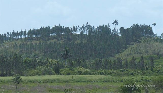 Plantaciones de Pinos Cubanos Plantaciones de Pinos Cubanos