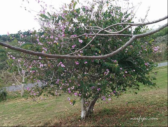 Foto de un árbol orquídea o Bauhinia