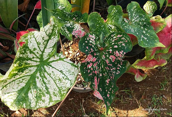 Foto de distintas variedades hibridas del Caladium bicolor, obtenido mediante cruzamiento de distintas especies