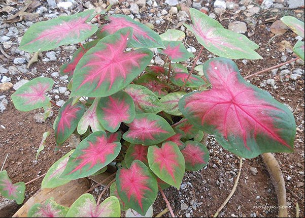 Foto del Caladium bicolor