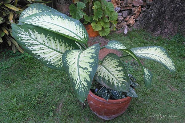 Foto de la Dieffenbachia bowmanii.