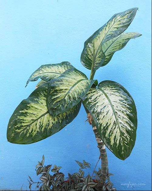 Foto de la Dieffenbachia, conocida como Difembaquia, Malanga de jardín, Caña de tontos, Lotería, Amoena y Galatea
