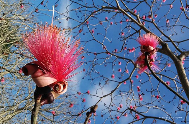 Flores de la variedad roja del Pseudobombax ellipticum