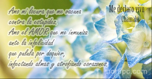 Amo el amor que me inmuniza ante la infelicidad que pulula por doquier, infectando almas y atrofiando corazones... Frase de un poema de Chamalú Amo el amor que me inmuniza ante la infelicidad. De un poema de Chamalú