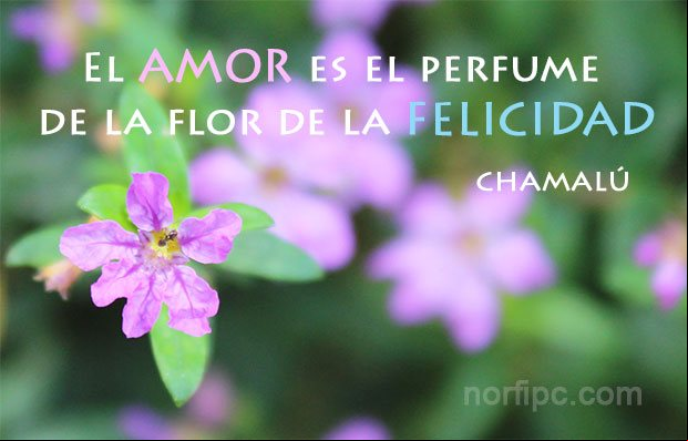 Frase de amor de Chamalú