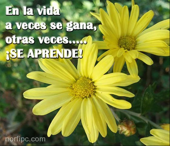 En la vida a veces se gana, otras veces... ¡se aprende! Frases sobre el amor falso no correspondido