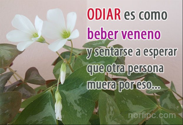 ODIAR es como beber veneno y sentarse a esperar que otra persona muera por eso Frases para los enemigos que me he ganado sin saberlo