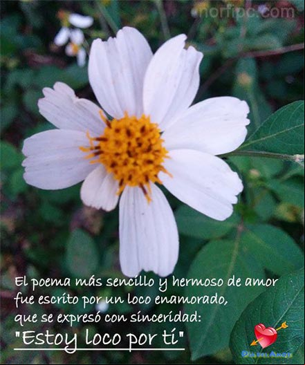 El poema más tierno y hermoso de amor fue escrito por un loco enamorado, que se expresó con sinceridad: Estoy loco por ti Foto con poema anónimo para el día del amor
