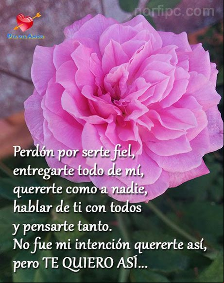 No fue mi intención quererte así, pero TE QUIERO ASÍ Imagen con un poema de amor para el día del amor. No fue mi intención quererte así, pero TE QUIERO ASÍ
