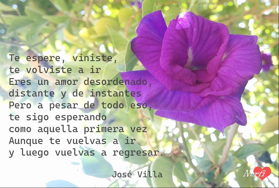 Eres un amor desordenado, distante y de instantes Poema. Eres un amor desordenado, distante y de instantes