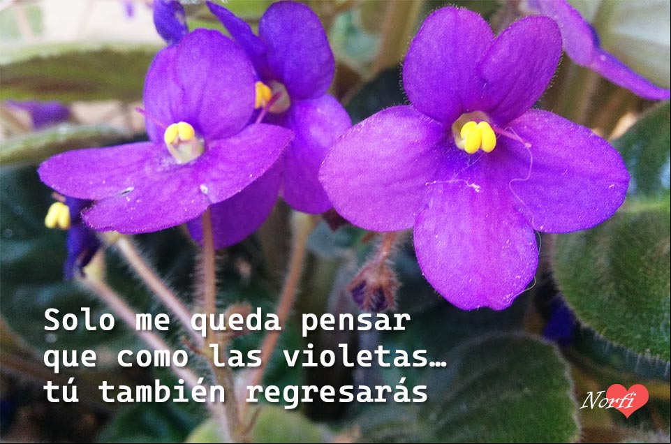 Solo me queda pensar que como las violetas... tú también regresarás Solo me queda pensar que como las violetas, tú también regresarás