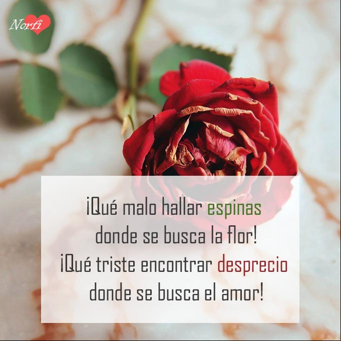 ¡Qué malo es hallar espinas donde se busca la flor!¡Qué triste encontrar desprecio, donde se busca el amor! Rosa roja con espinas marchita