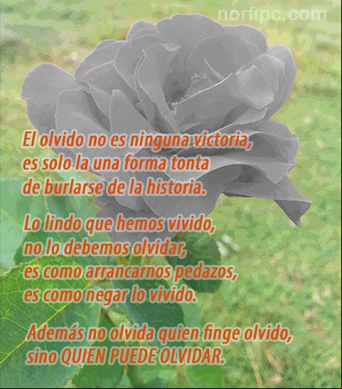 No olvida quien finge olvido, sino quien puede olvidar Poemas y versos por un amor perdido