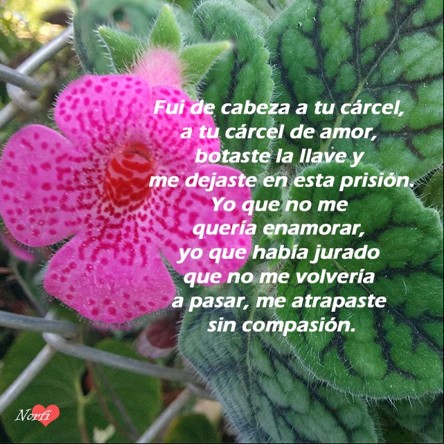 Fui de cabeza a tu cárcel, a tu cárcel de amor, botaste la llave y me dejaste en esta prisión Fui de cabeza a tu cárcel, a tu cárcel de amor, botaste la llave y me dejaste en esta prisión