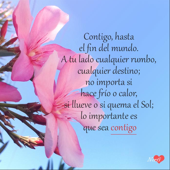 Contigo hasta el fin del mundo, poema Flores de la Adelfa (Nerium oleander) bajo el cielo azul