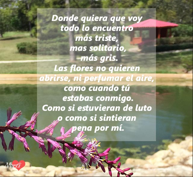 Las flores sienten pena por mí Las flores sienten pena por mí
