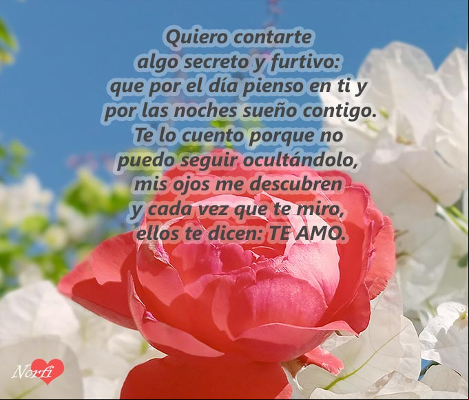De ti me he enamorado, poema Rosa roja y de fondo el cielo azul con el poema: 'Mis ojos te dicen te amo'