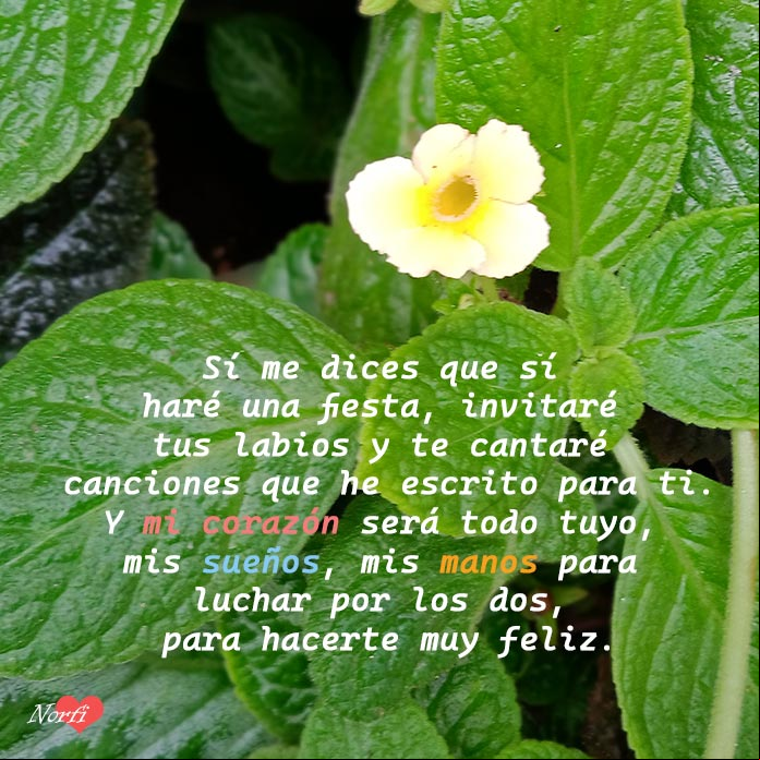 Sí me dices que sí haré una fiesta, invitaré tus labios y te cantaré canciones que he escrito solo para ti Flor entre hojas de una planta de Begonia