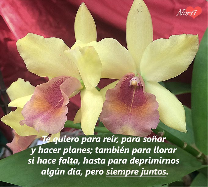 te quiero para toda la vida poema Dos orquídeas juntas, con letras del poema: siempre juntos