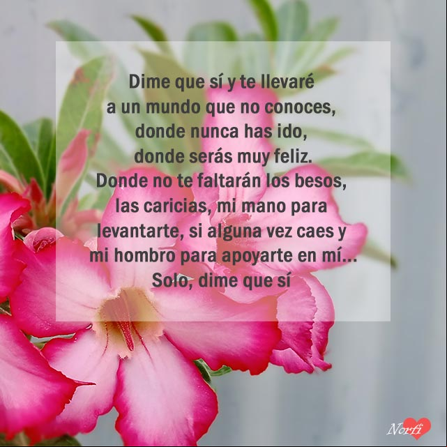 Dime que sí y te llevaré a un mundo donde serás muy feliz Dime que sí y te llevaré a un mundo donde serás muy feliz