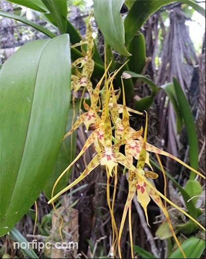 Orquídea Araña o Jirafa lista para llevar atada a un tronco en un vivero en Soroa Orquídea Araña o Jirafa lista para llevar atada a un tronco en un vivero en Soroa