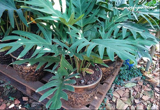 Plantas de Philodendron listas para llevar en el vivero El Cano Plantas de Philodendron listas para llevar en el vivero El Cano