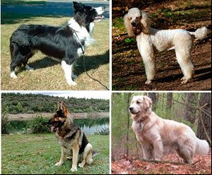 Los perros más inteligentes del mundo Los perros más inteligentes del mundo