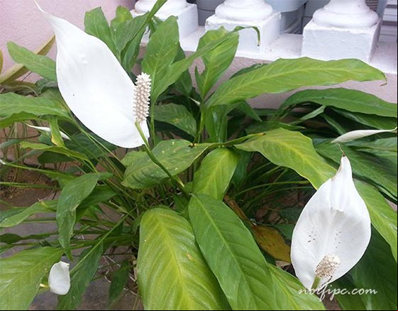 Foto del Spathiphyllum o Espatifilo y sus inflorescencias blancas Foto del Spathiphyllum o Espatifilo y sus inflorescencias blancas
