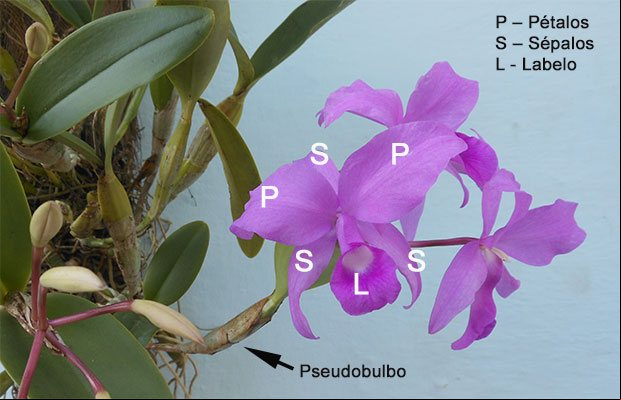 Estructura de las flores de las orquídeas Estructura de las flores de las orquídeas