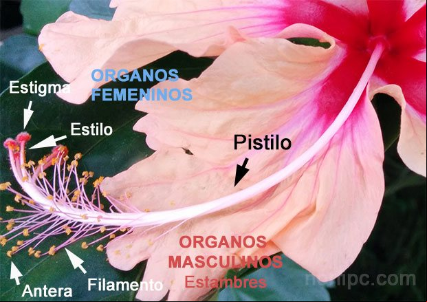 Órganos sexuales de una flor hermafrodita Órganos sexuales de una flor hermafrodita
