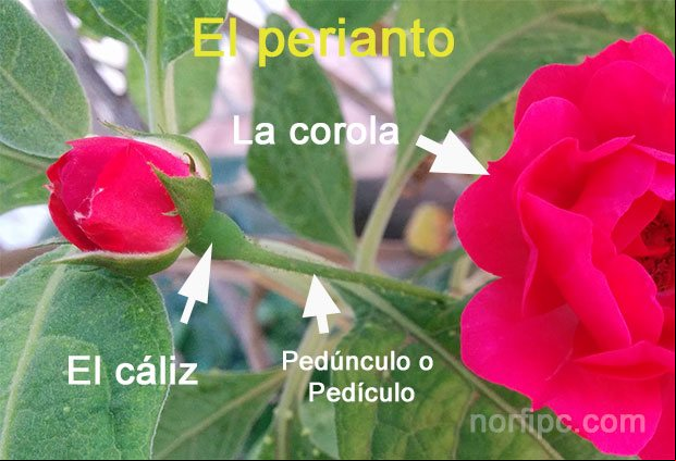 El perianto, el cáliz y corola de una flor El perianto, el cáliz y corola de una flor