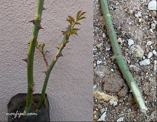 Plantas de rosas obtenidas mediante la siembra por estacas Plantas de rosas obtenidas mediante la siembra por estacas