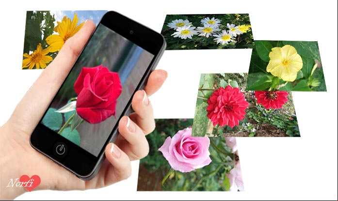 Fotos de flores y rosas para usar como fondo de pantalla del teléfono celular y tableta Fotos de flores y rosas para usar como fondo de pantalla del teléfono celular y tableta