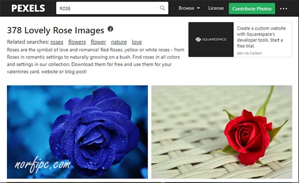 Fotos de rosas en Pexels para descargar libremente Fotos de rosas en Pexels para descargar libremente